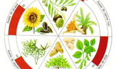 Span2.lipidos7_aceites